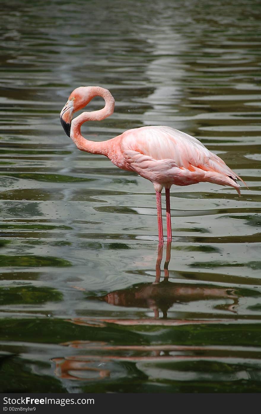 Flamingo