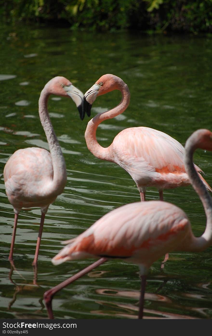 Flamingos