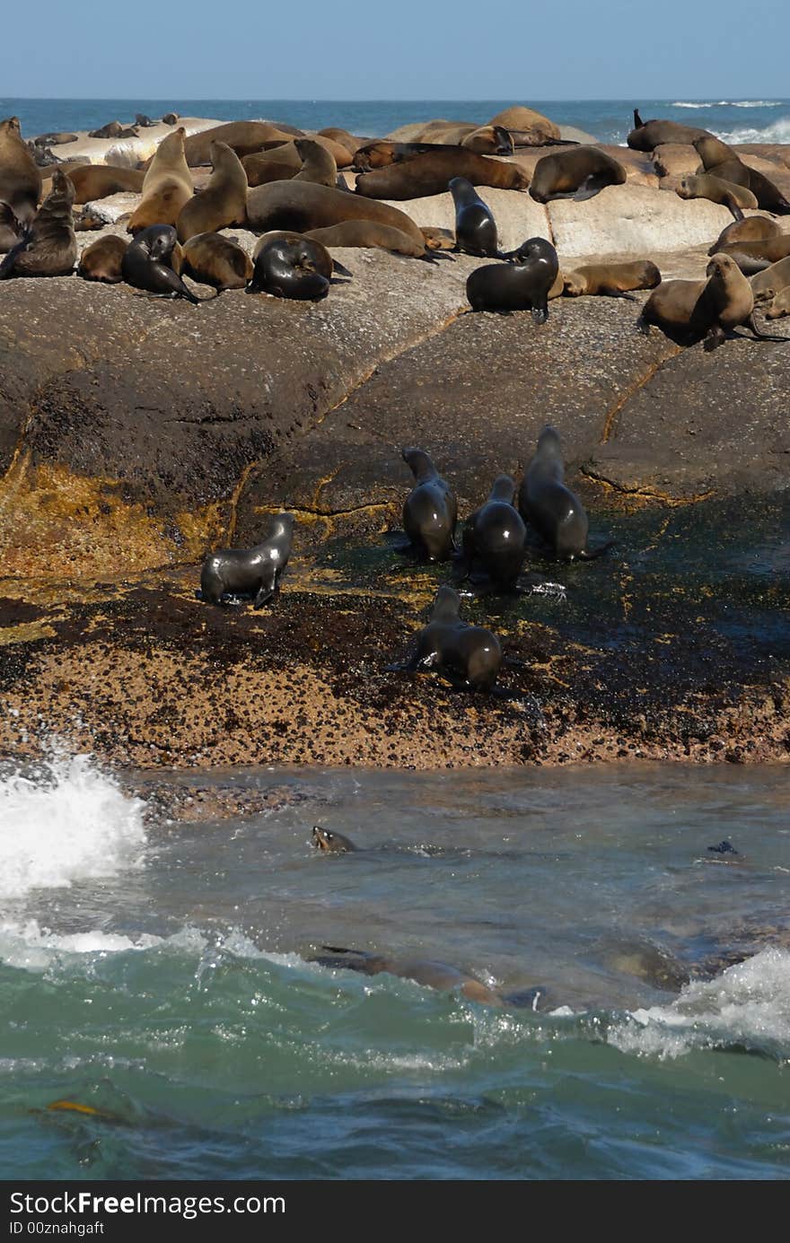 Natural place of rest of the wild seals in South Africa. Natural place of rest of the wild seals in South Africa