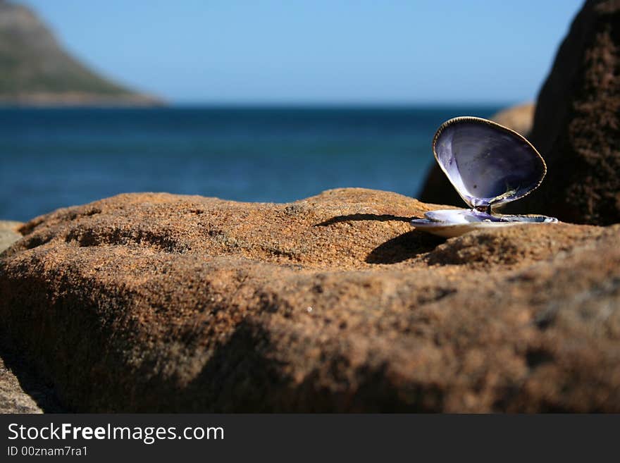 Lone Seashell on a large rock with horizon in background