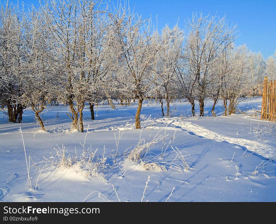 Winter landscape