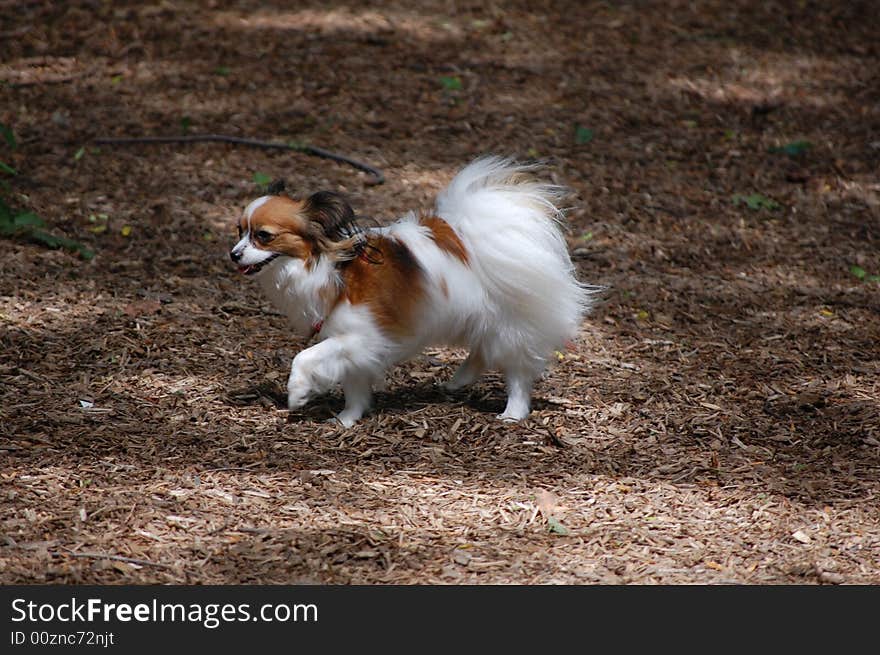 Prancing papillon