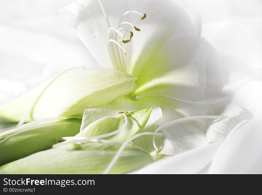 White and green flowers