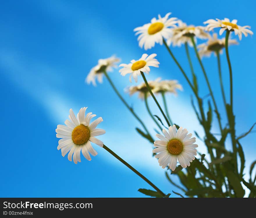 Camomiles on blue sky background. Camomiles on blue sky background