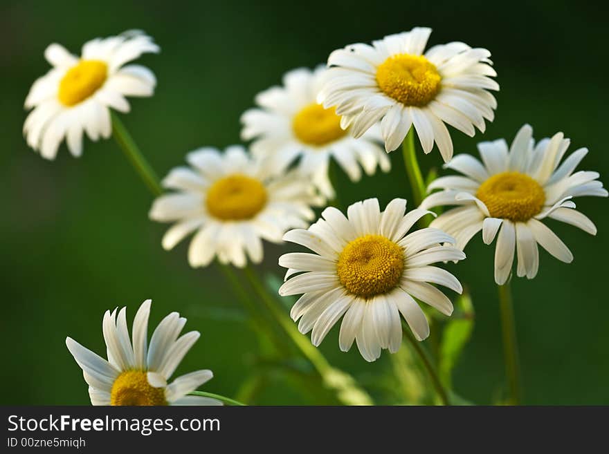 Camomiles on a green background. Camomiles on a green background