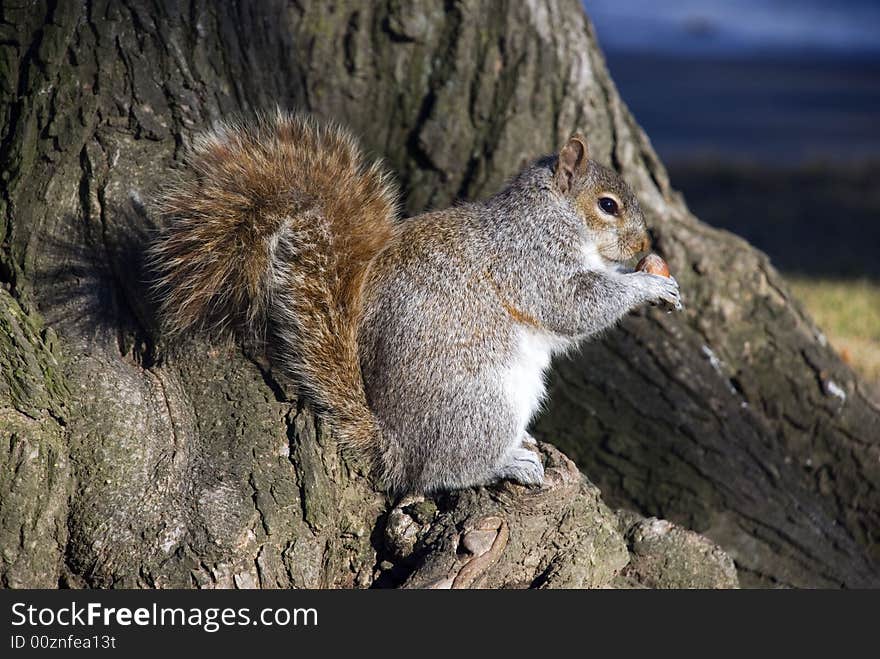 Squirrel examines a nut