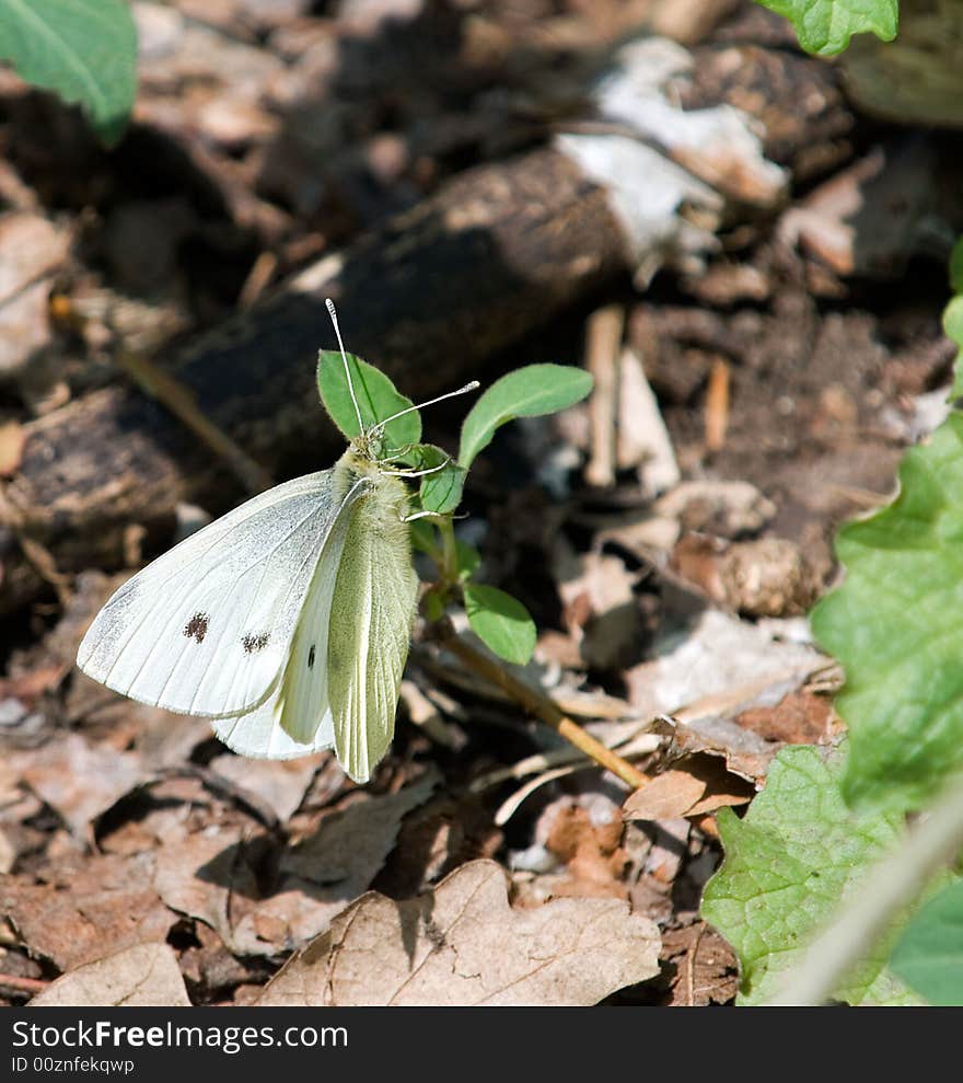 Butterfly on a grass.