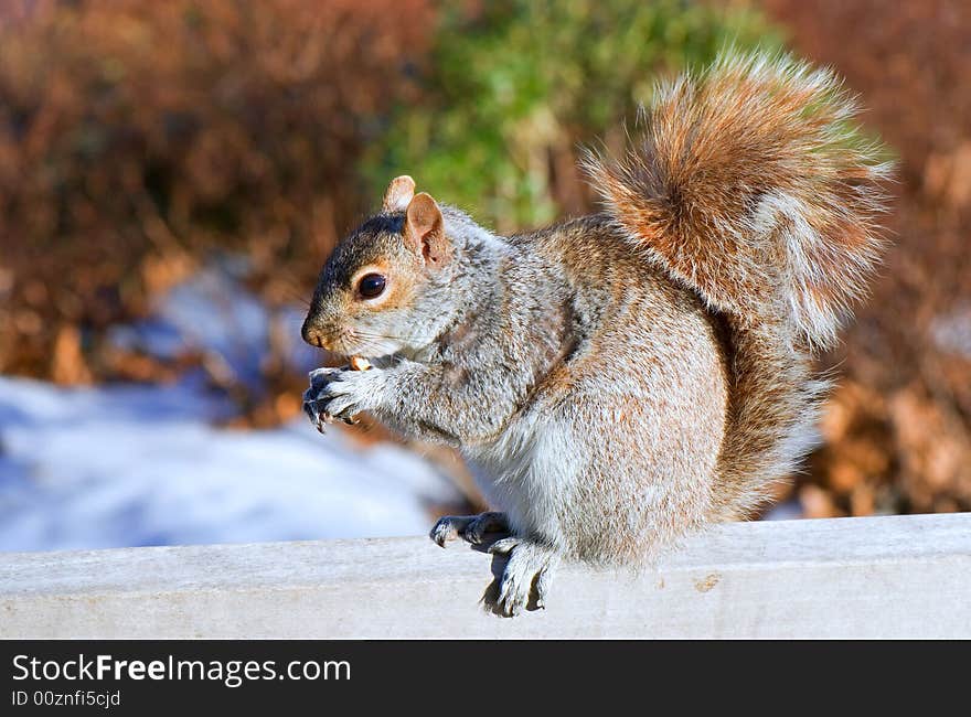 Squirrel and the crust of loaf