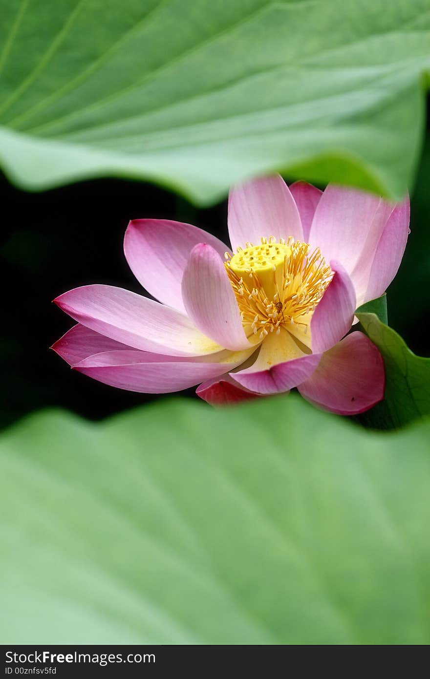 A charming lotus bloom in the pond.