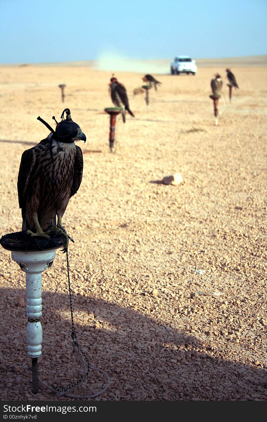 Falcons training in the desert