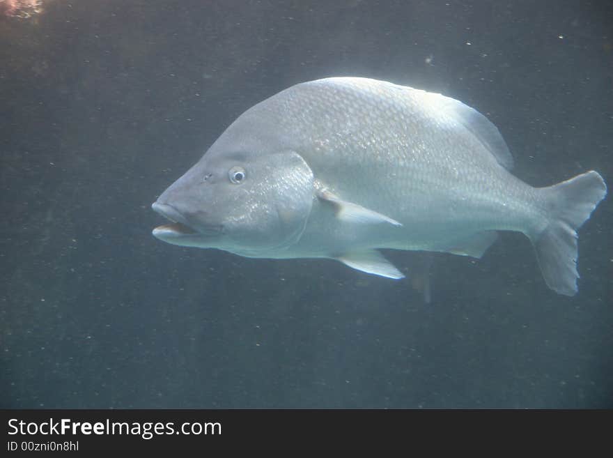 Sea bream in a submarine world