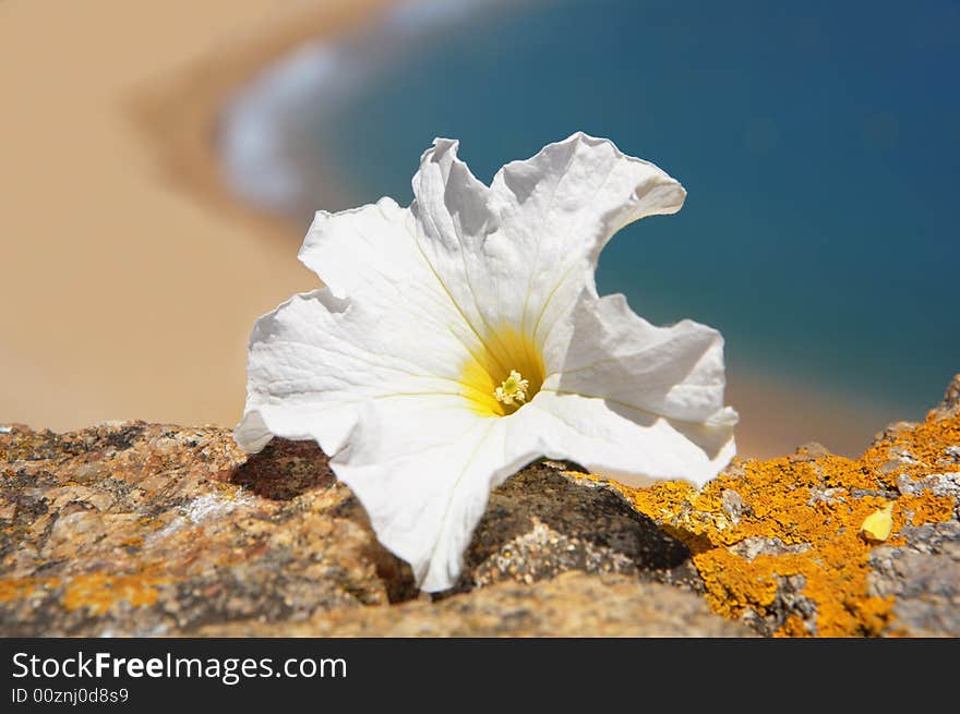 A photo of white flower and sea out of focus. A photo of white flower and sea out of focus