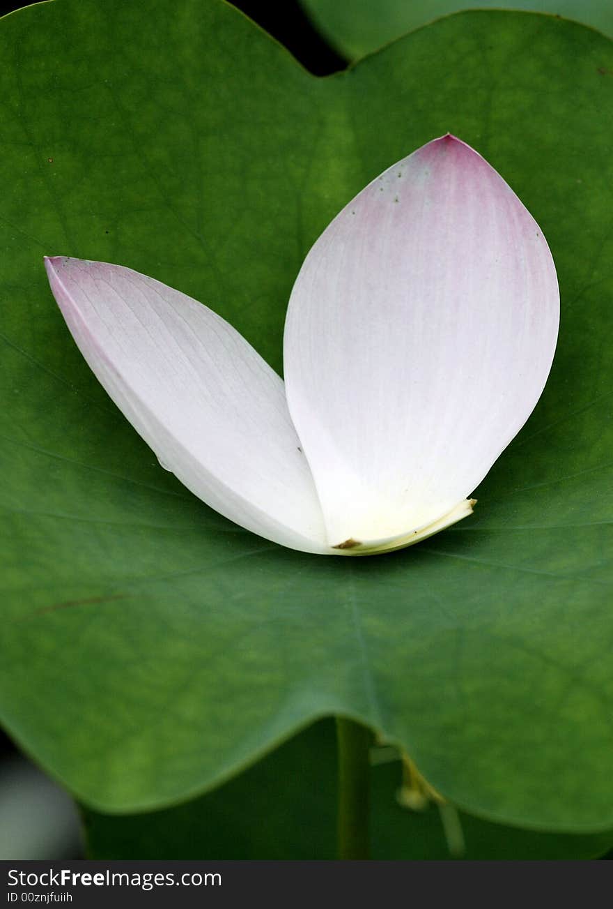 Lotus leaf on the petals.