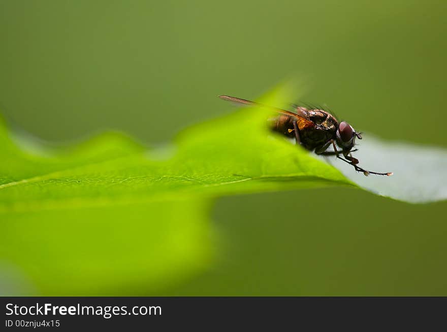 Big fly on green leaf.