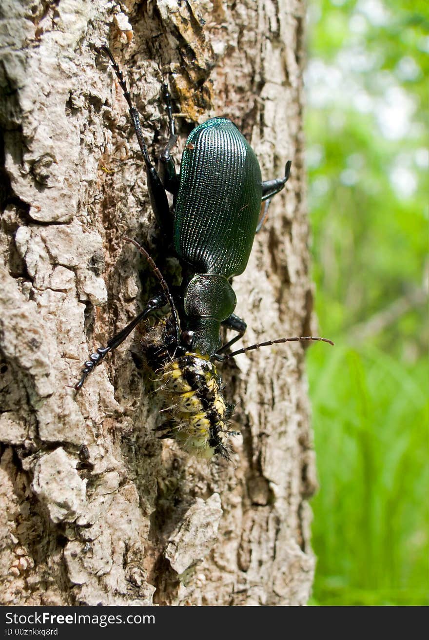 A close-up of the beetle carabus (Calosoma sycophanta) on trunk of three. The carabus eats a caterpillar. Russian Far East, Primorsky Region. A close-up of the beetle carabus (Calosoma sycophanta) on trunk of three. The carabus eats a caterpillar. Russian Far East, Primorsky Region.