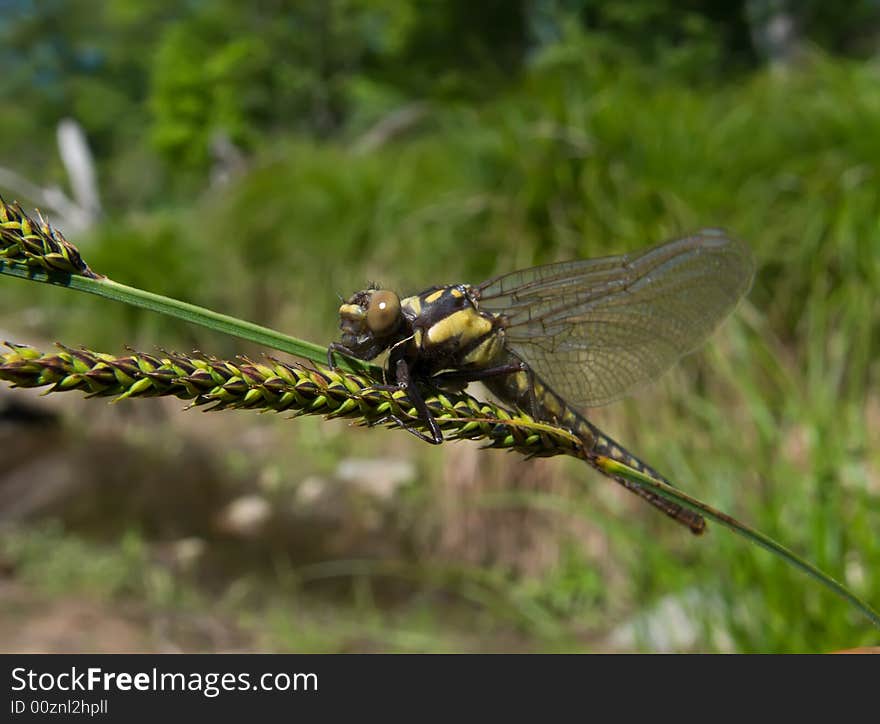 A close-up of a dragonfly on grass-blade. Russian Far East, Primorye. A close-up of a dragonfly on grass-blade. Russian Far East, Primorye.