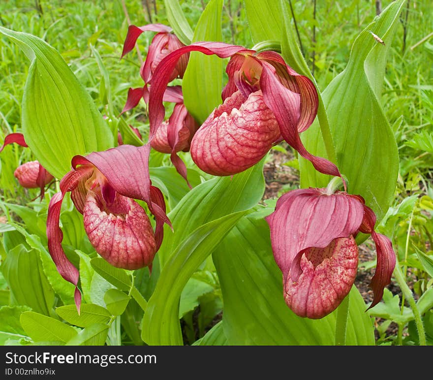 A close-up of the flowers of orchid lady's slipper (Cirpipedium ventricosum) among grass. Russian Far East, Primorye. A close-up of the flowers of orchid lady's slipper (Cirpipedium ventricosum) among grass. Russian Far East, Primorye.