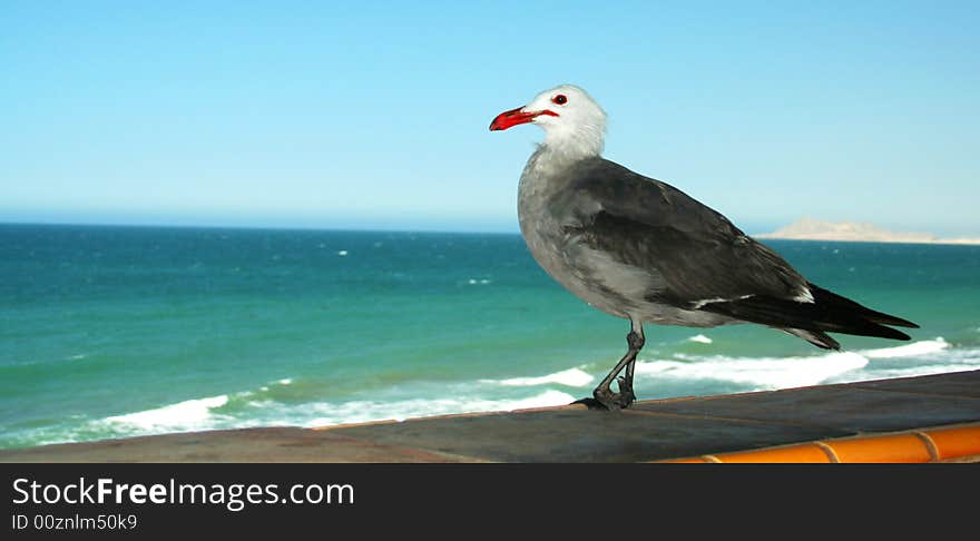 A Heermann's Gull Poses on a Tiled Wall with the Sea of Cortez and Pelican Point, Mexico, in Distance