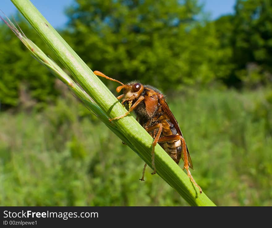 Insect Sawfly (Cimbicidae) 2