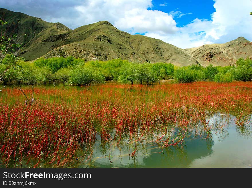 The scene of tibet .looks very beautiful . The scene of tibet .looks very beautiful .