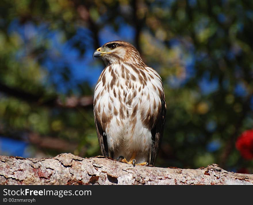 Hawk On A Branch