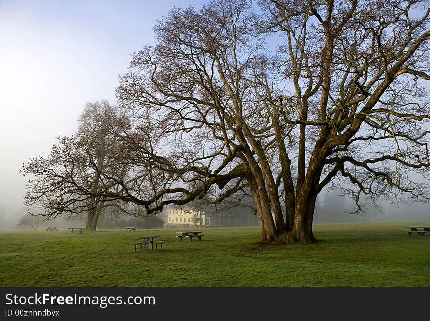 Park with trees and green grass in europe