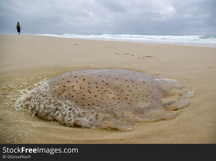 Jellyfish on the beach, ocean in the background. Jellyfish on the beach, ocean in the background