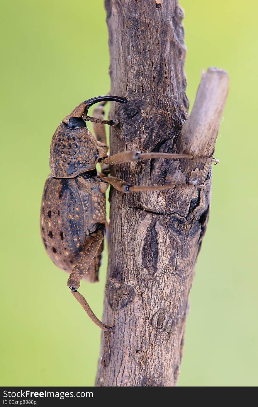 A Beetle With Long Nose.