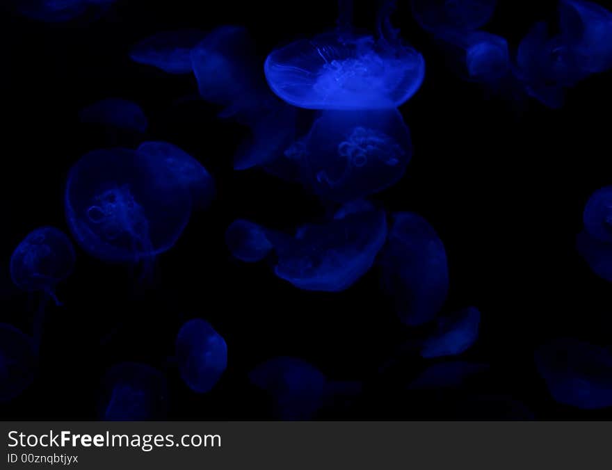 Floating jellyfish make a pleasing blue background. Floating jellyfish make a pleasing blue background.