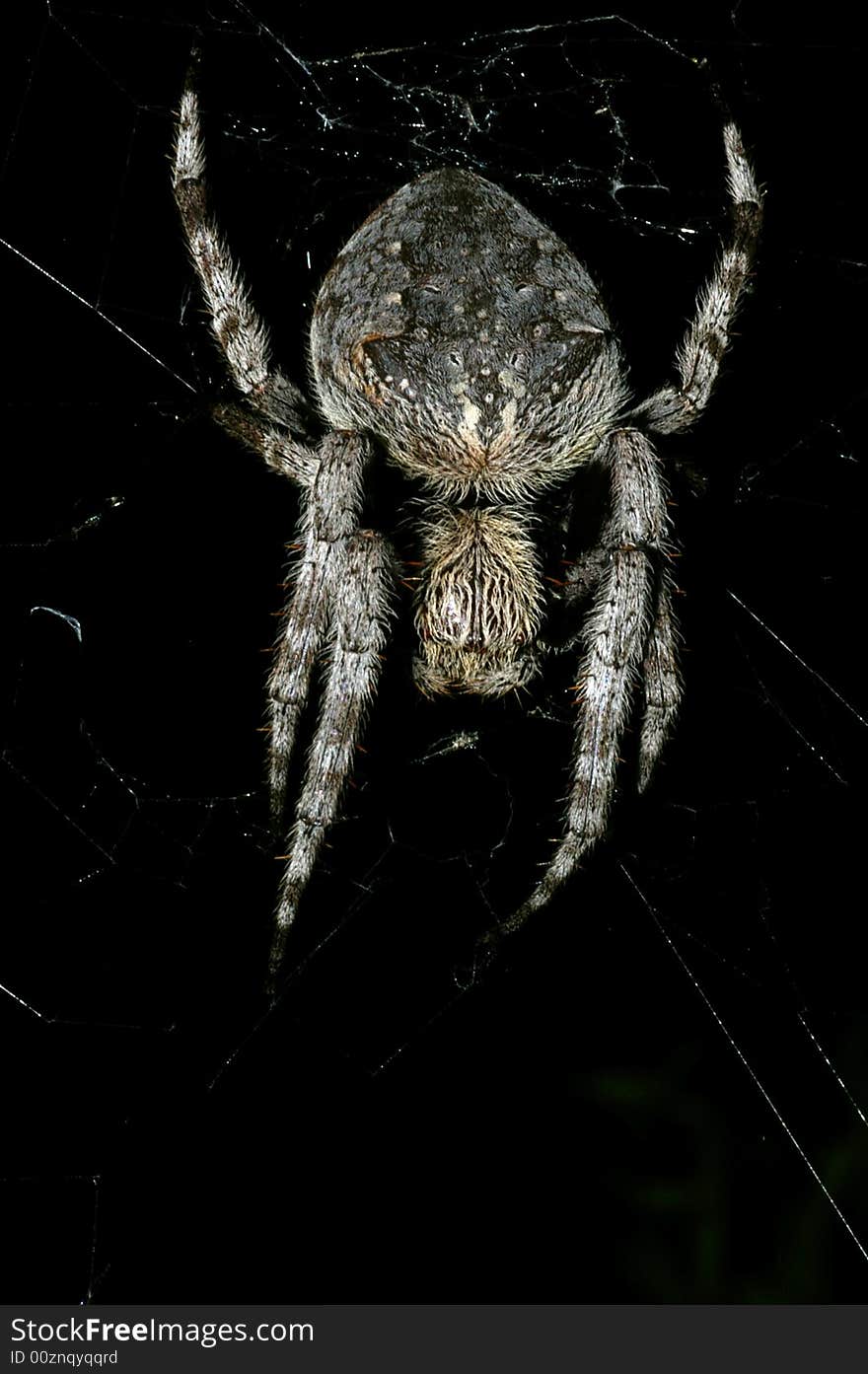 A big hairy garden orbweaver spider in australia. A big hairy garden orbweaver spider in australia