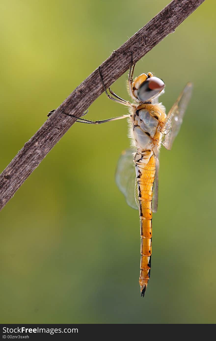 A featured with the yellow dragonfly。