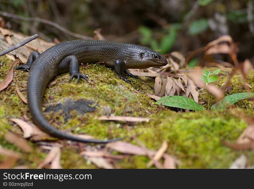 A skink or land mullet in australia. A skink or land mullet in australia