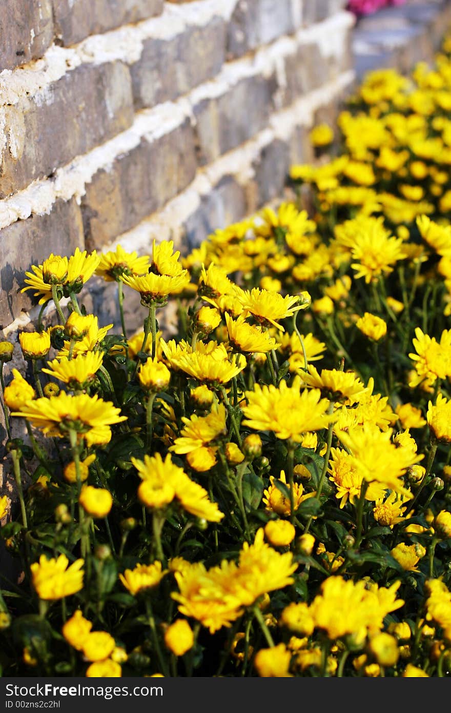 The chrysanthemum in a garden .looks very beautiful .