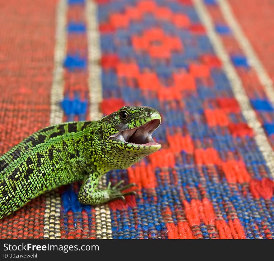 Bright green lizard with the opened fall