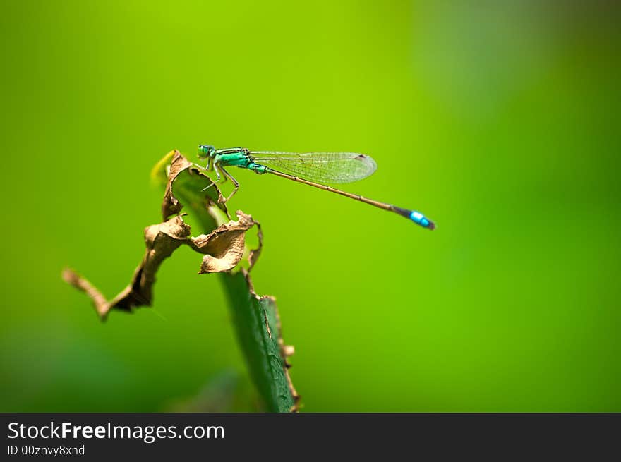 A dragonfly rest on a shriveled lotus leaf