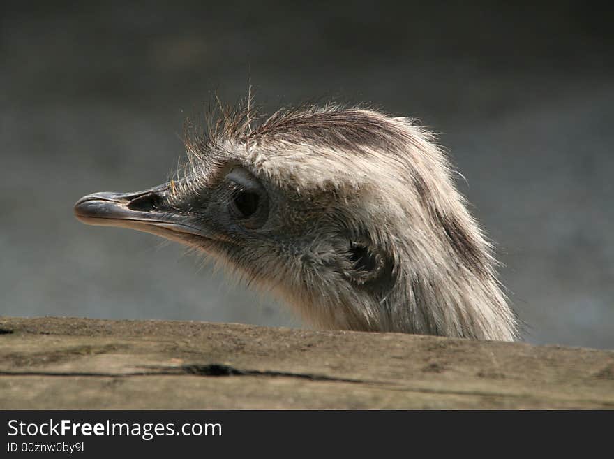 Ostrich