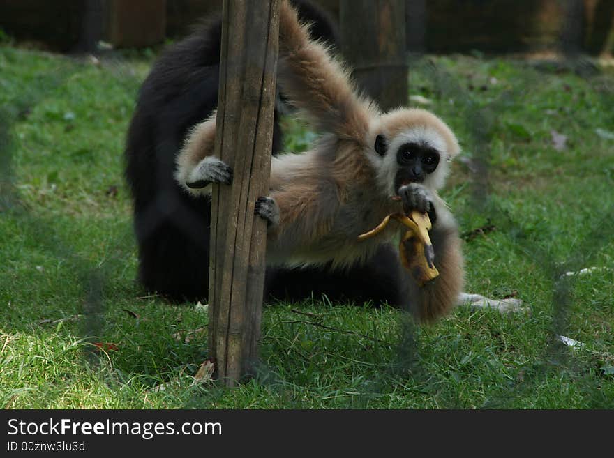 Gibbon