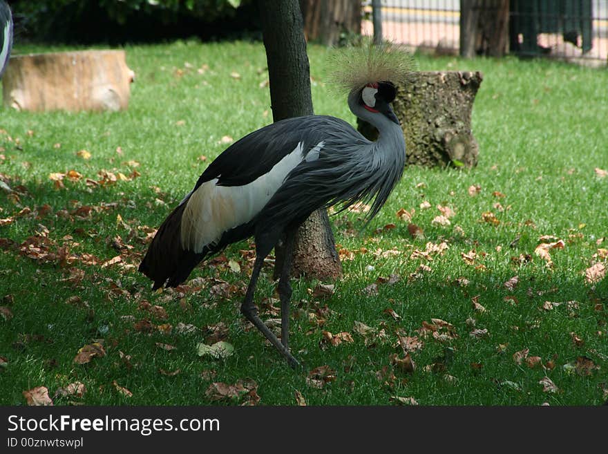 A view of an exotic bird. A view of an exotic bird