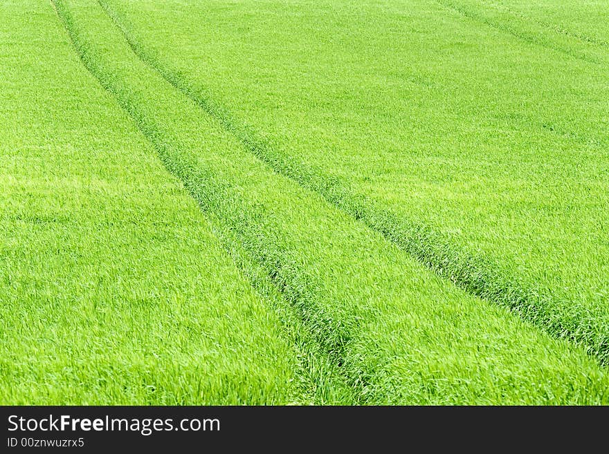 Green field