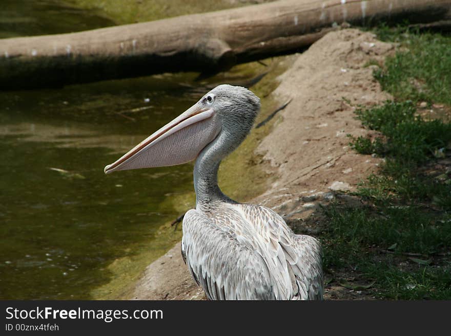 Pelican