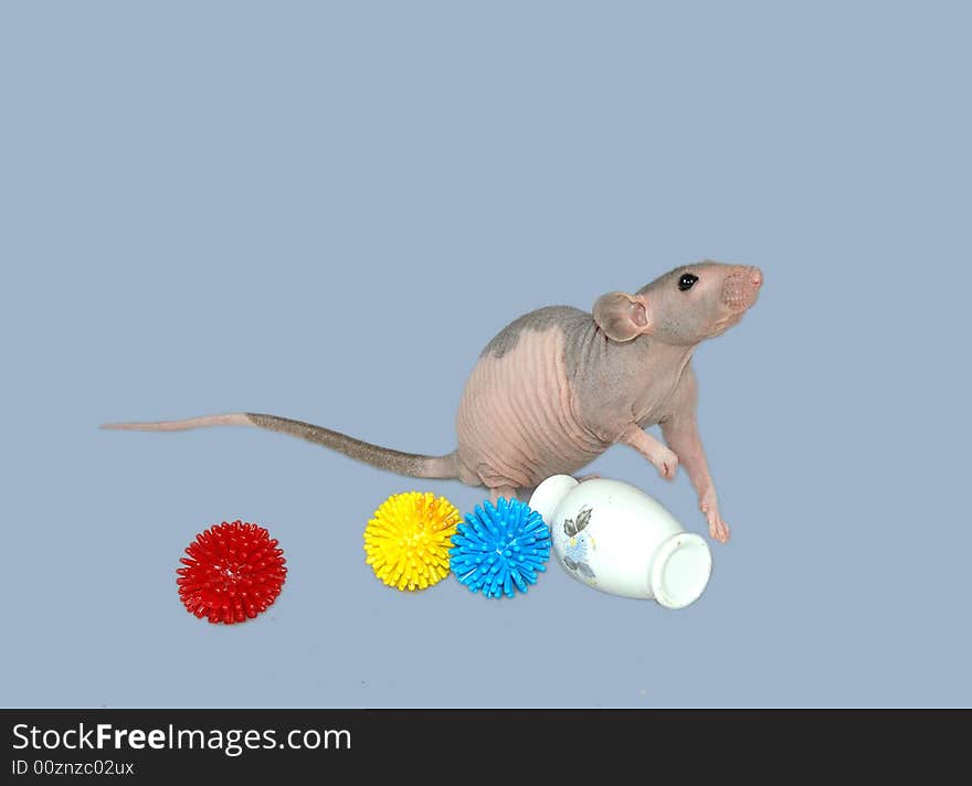 Furless mouse playing colored plastic toys. Furless mouse playing colored plastic toys