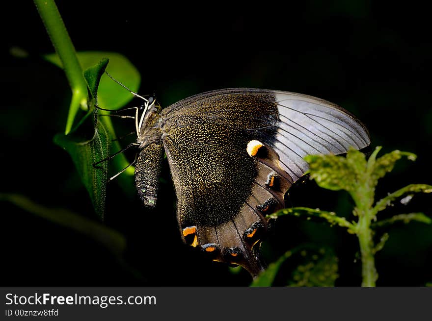 A macro of an nice big butterfly