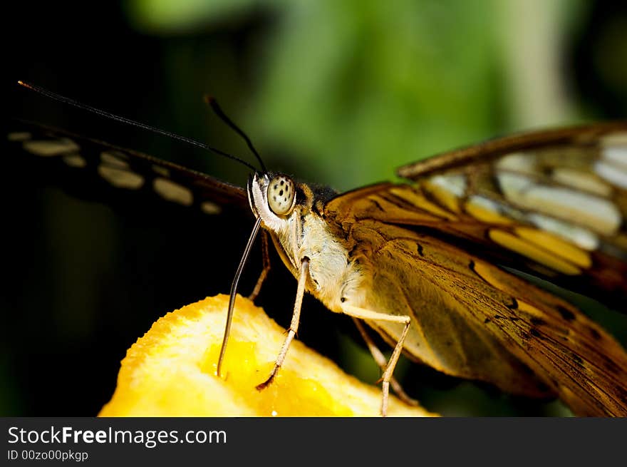 Butterfly on an orange