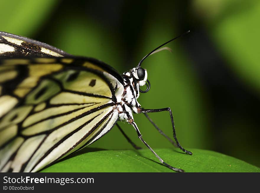 A macro of an nice big butterfly