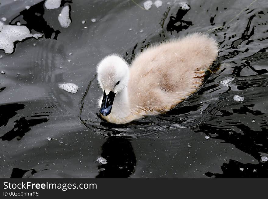 Kleiner Schwan