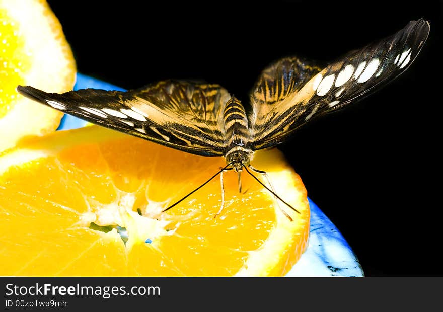 A nice big butterly on an orange. A nice big butterly on an orange