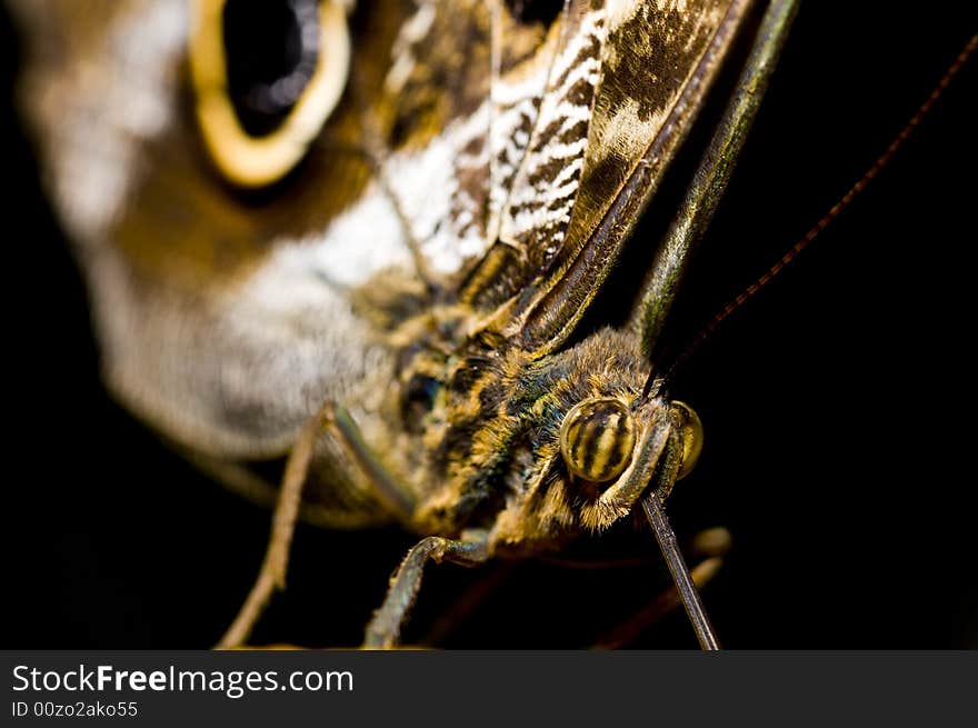 A macro of an nice big butterfly