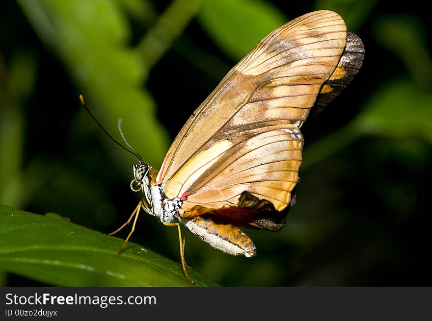 A macro of an nice big butterfly