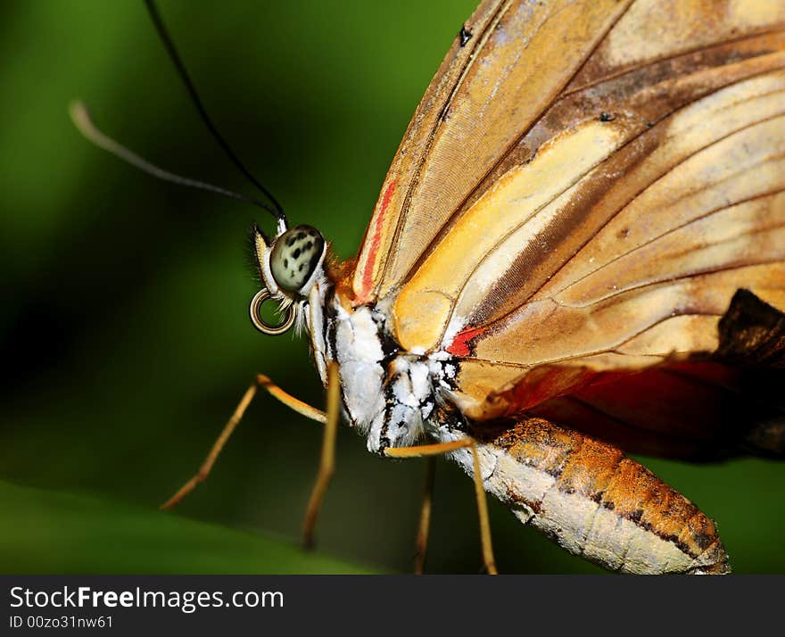 A macro of an nice big butterfly