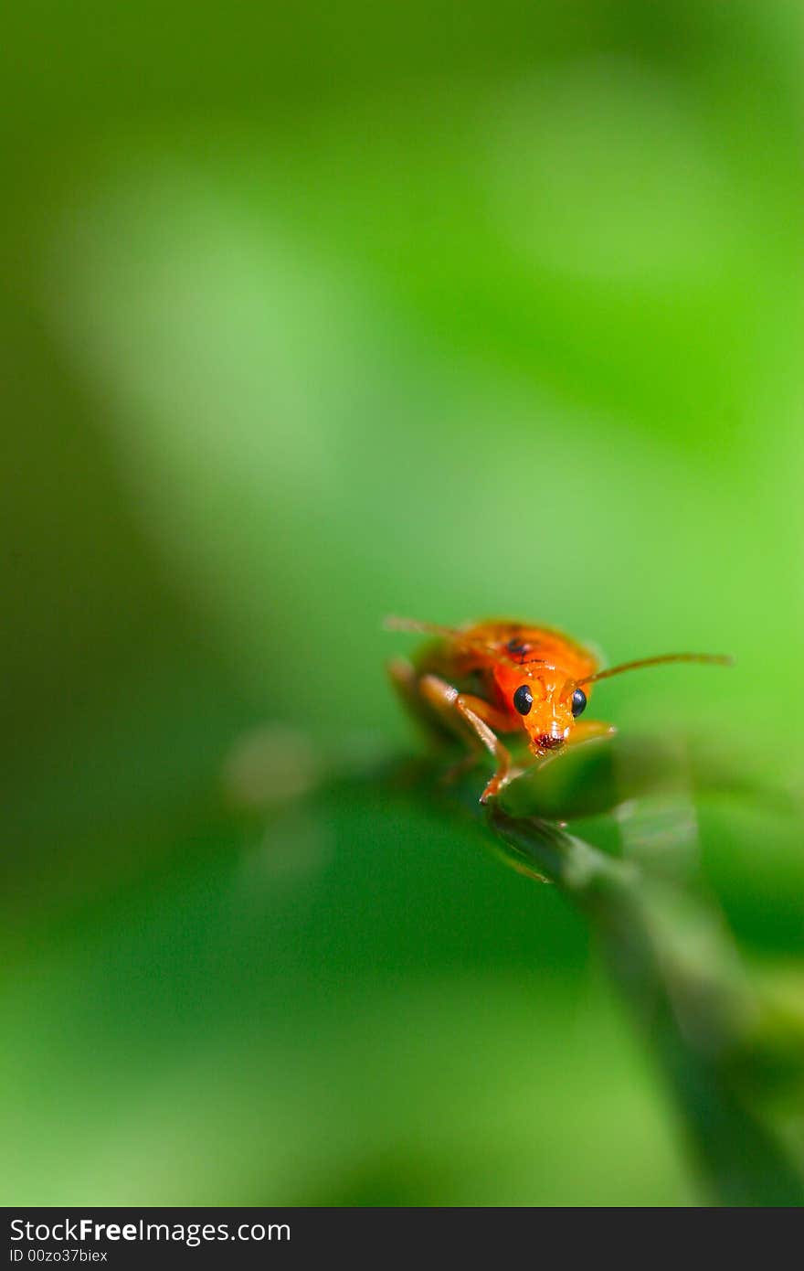 The bug on the plant with a green background